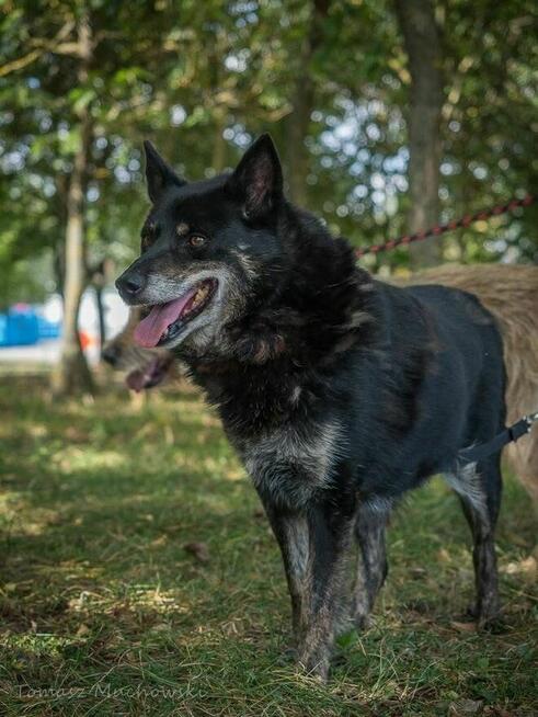 Lopez- starszy, delikatny, niewidoczny pies do adopcji