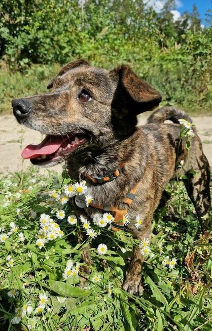 CUKIEREK czeka na dom