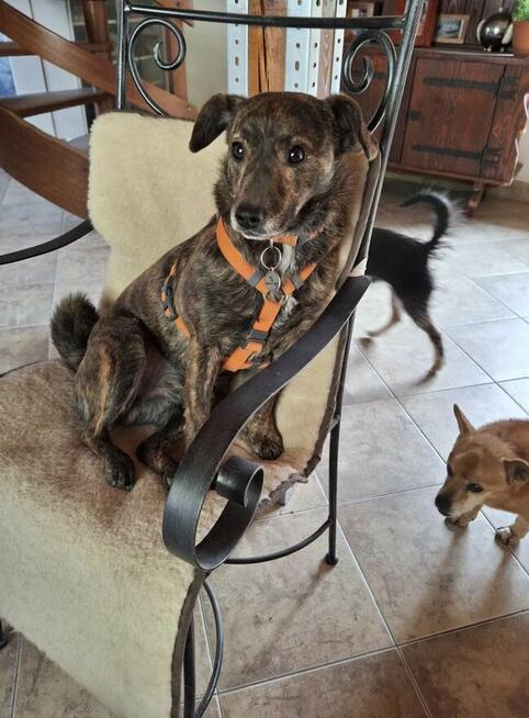 CUKIEREK czeka na dom