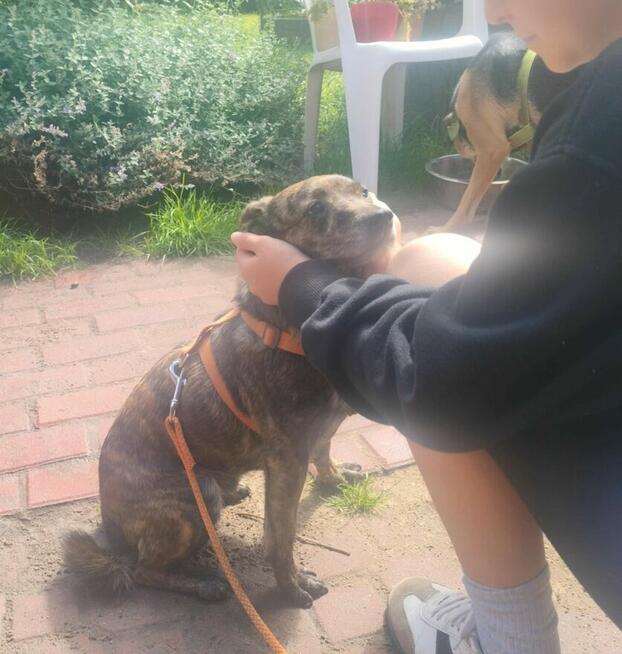 CUKIEREK czeka na dom