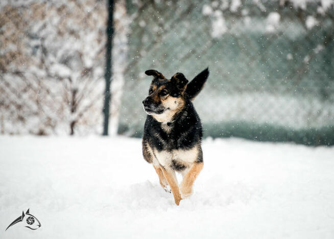 Pogodny Leo gotowy na życie w domku - stałym lub tymczasowym