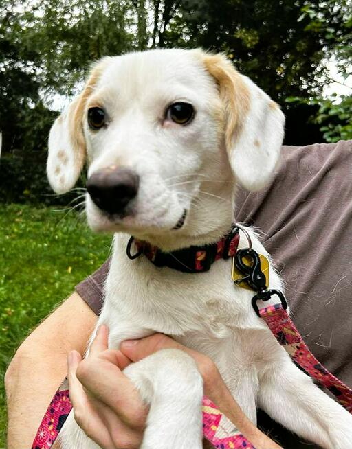 BEZA - cudowna, młoda sunia szuka najlepszego domu