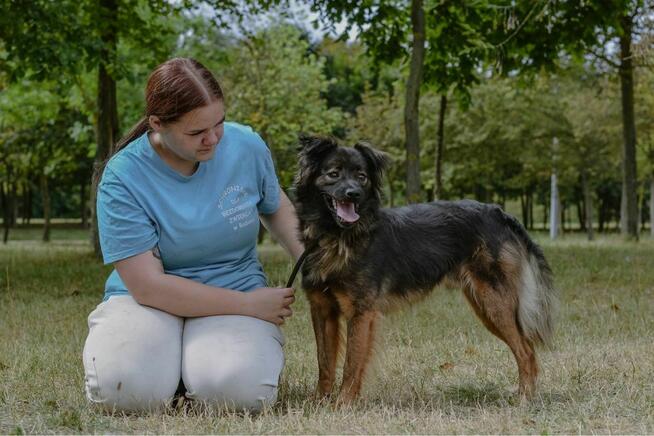 Flafi- średniej wielkości psiak do odpowiedzialnej adopcji