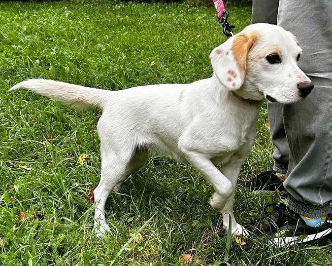 BEZA - cudowna, młoda sunia szuka najlepszego domu