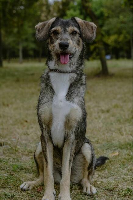 Luizka - szorstka, młoda delikatna suczka do adopxji