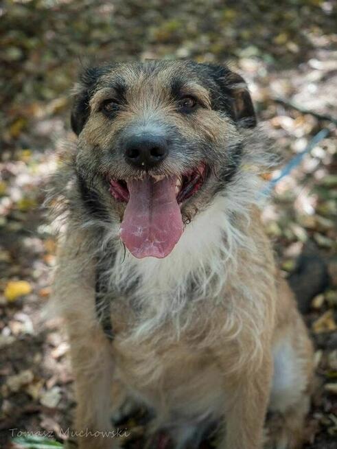 Paproch-szorstki pies po przejsciach czeka na cudowny dom