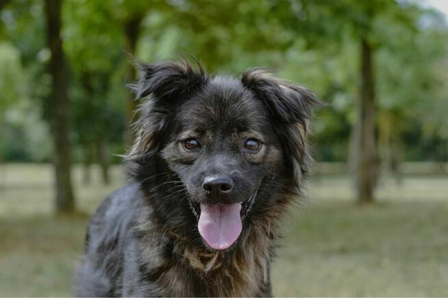 Flafi- średniej wielkości psiak do odpowiedzialnej adopcji