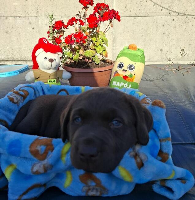 Labradory retriver FCI