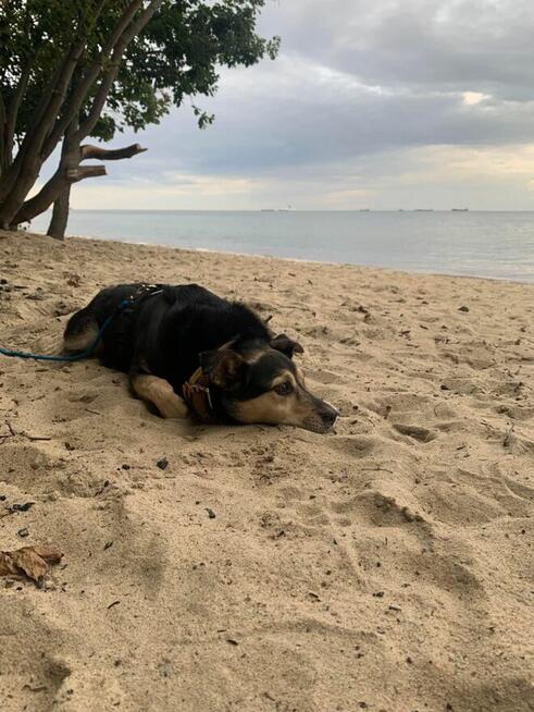 Szukamy nowego domu dla pieska