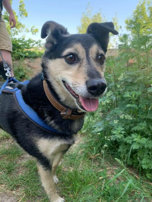 Szukamy nowego domu dla pieska