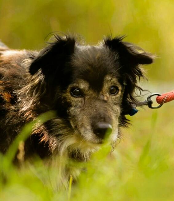 POLDUŚ - porzucony, zapomniany, samotny, ADOPTUJ