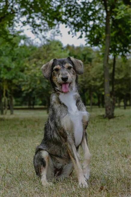 Luizka - szorstka, młoda delikatna suczka do adopxji