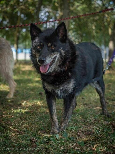 Lopez- starszy, delikatny, niewidoczny pies do adopcji