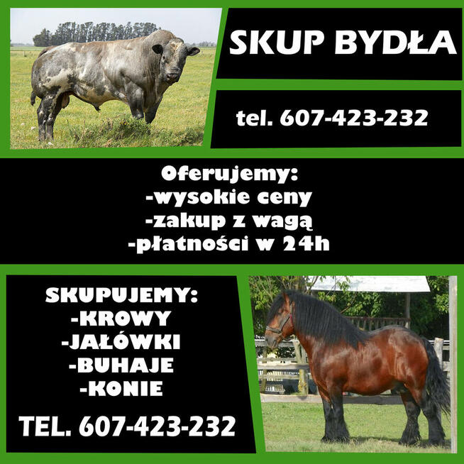 Skup bydła rzeźnego - Ubojnia