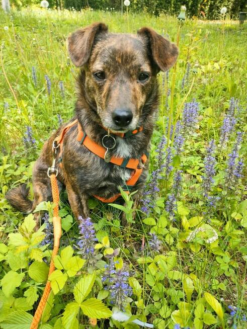 CUKIEREK czeka na dom