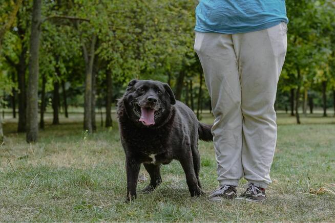 Joint-czarny pies w typie labradora do adopcji