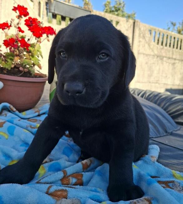 Labradory retriver FCI