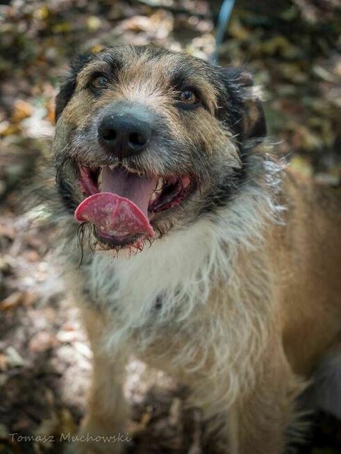 Paproch-szorstki pies po przejsciach czeka na cudowny dom