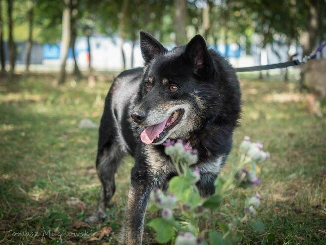 Lopez- starszy, delikatny, niewidoczny pies do adopcji