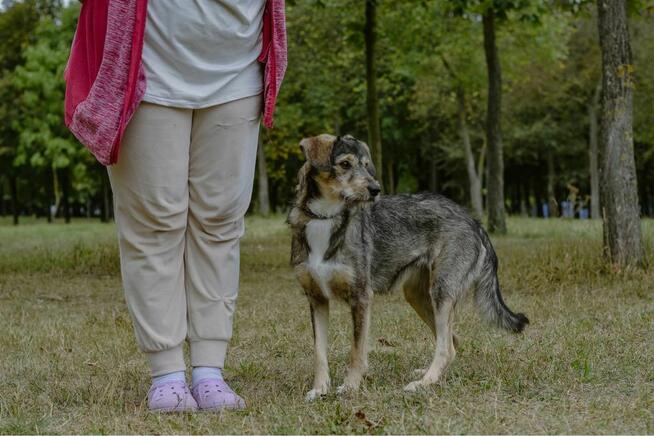 Luizka - szorstka, młoda delikatna suczka do adopxji