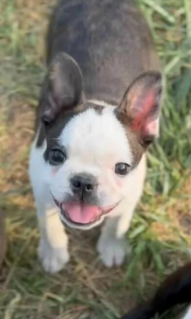 Suczki boston terrier