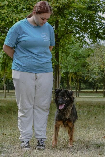 Flafi- średniej wielkości psiak do odpowiedzialnej adopcji