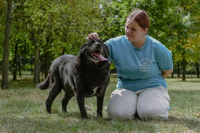 Joint-czarny pies w typie labradora do adopcji