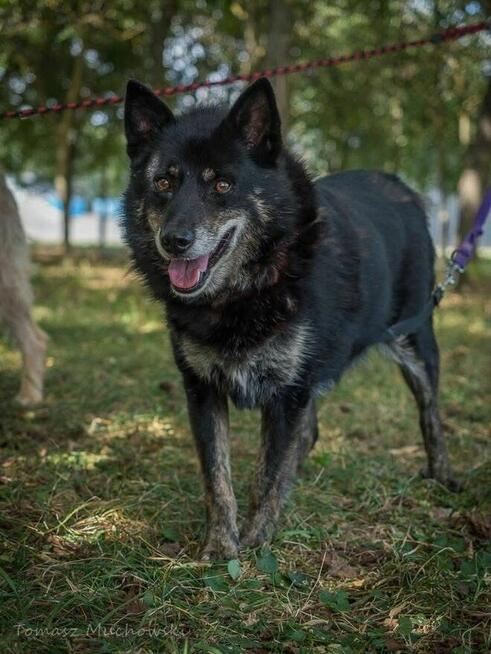 Lopez- starszy, delikatny, niewidoczny pies do adopcji