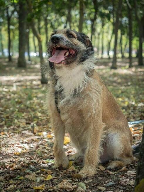 Paproch-szorstki pies po przejsciach czeka na cudowny dom