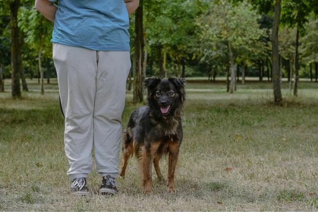 Flafi- średniej wielkości psiak do odpowiedzialnej adopcji