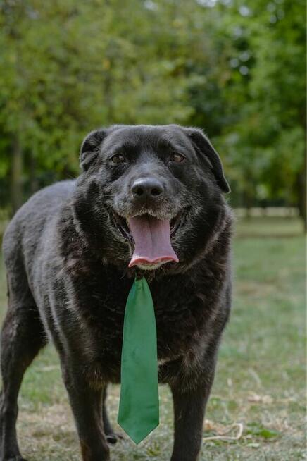 Joint-czarny pies w typie labradora do adopcji