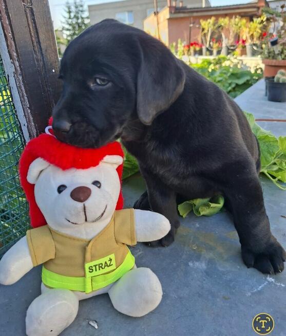 Labradory retriver FCI