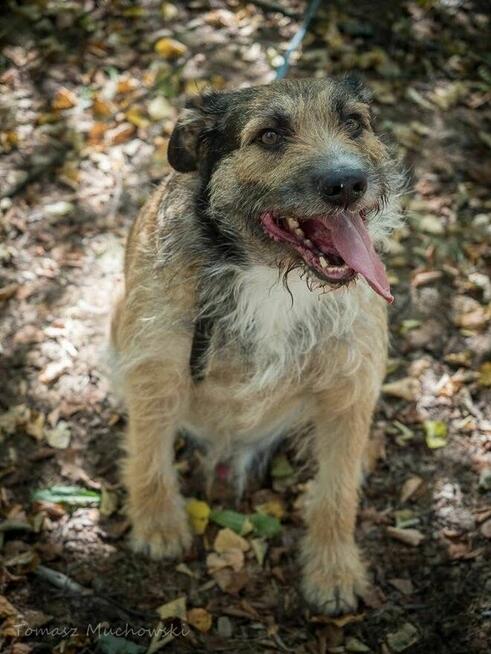 Paproch-szorstki pies po przejsciach czeka na cudowny dom