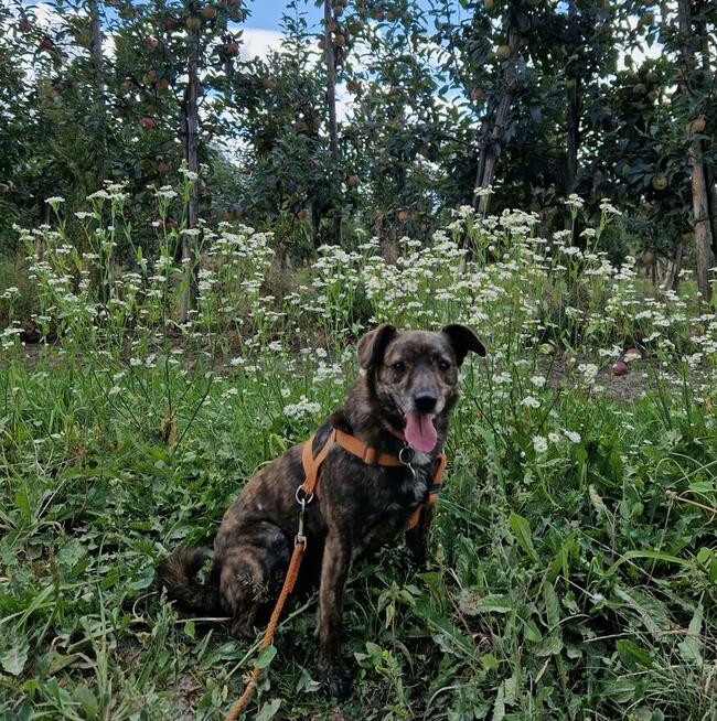 CUKIEREK czeka na dom