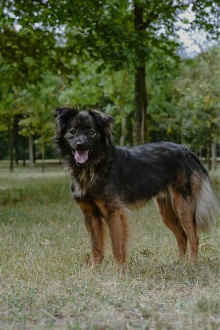 Flafi- średniej wielkości psiak do odpowiedzialnej adopcji