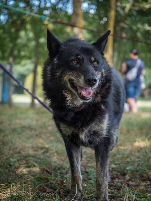 Lopez- starszy, delikatny, niewidoczny pies do adopcji