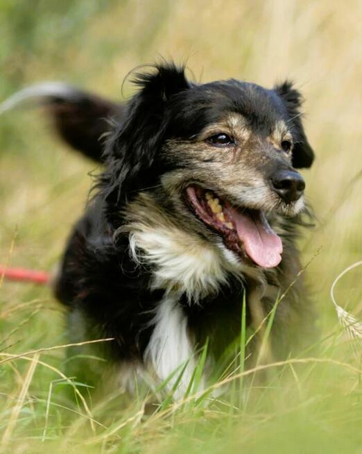 POLDUŚ - porzucony, zapomniany, samotny, ADOPTUJ