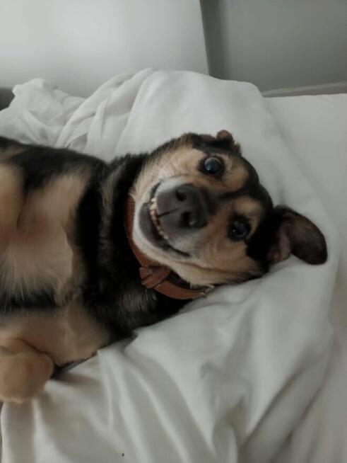 Szukamy nowego domu dla pieska