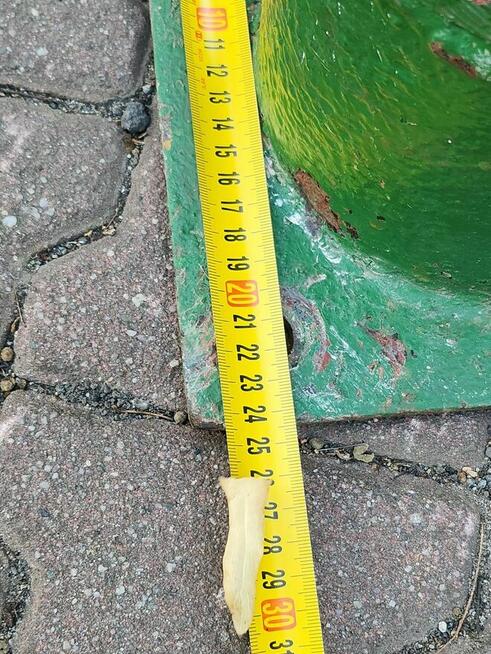 Zabytkowa abisynka NP 75