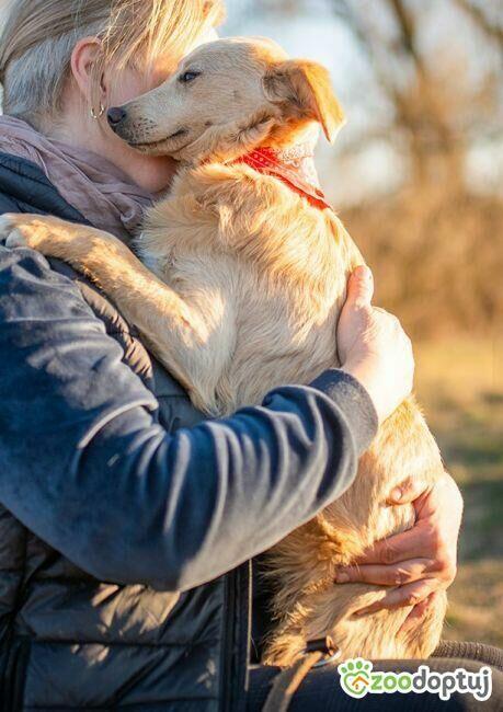 BAMBI - piękny, młody, delikatny psiak do adopcji