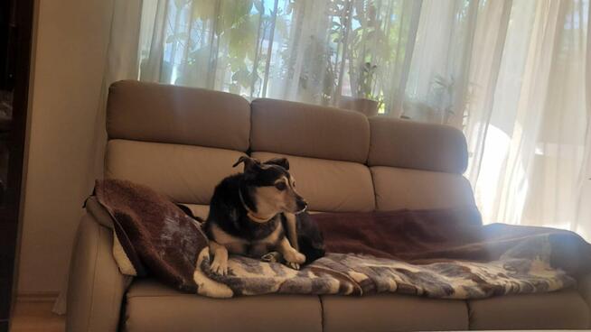 Szukamy nowego domu dla pieska