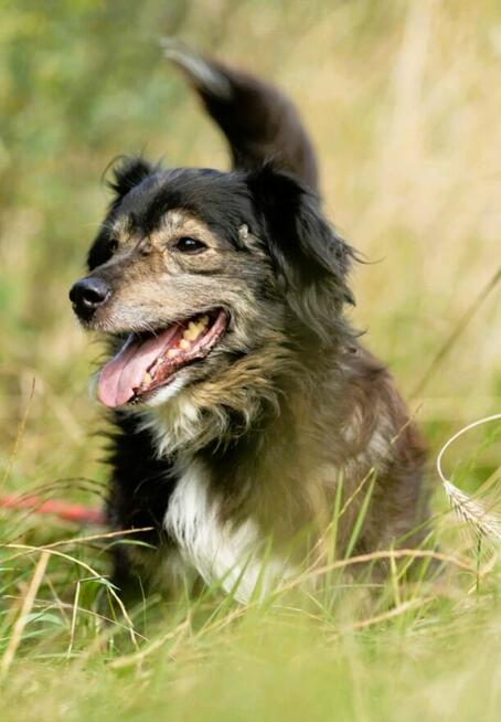 POLDUŚ - porzucony, zapomniany, samotny, ADOPTUJ