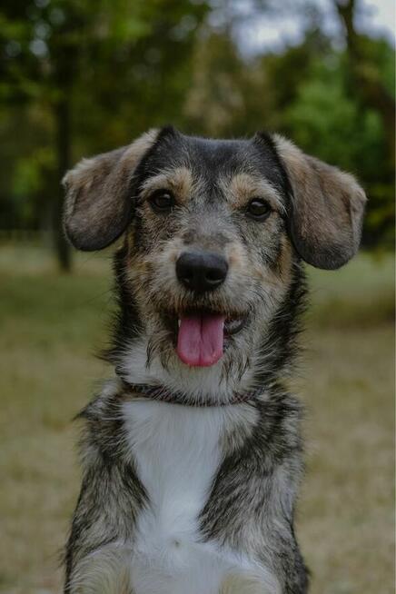 Luizka - szorstka, młoda delikatna suczka do adopxji