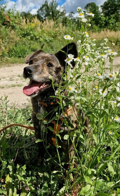 CUKIEREK czeka na dom