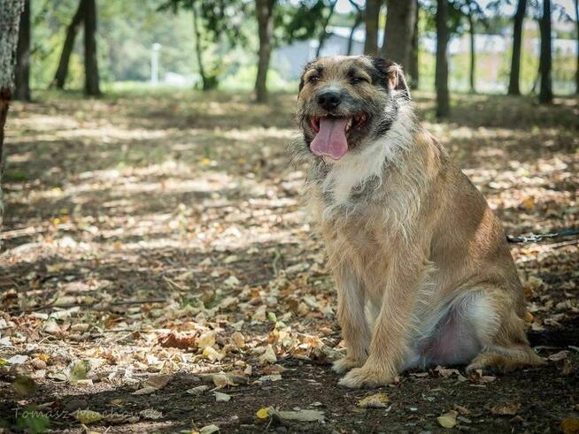 Paproch-szorstki pies po przejsciach czeka na cudowny dom