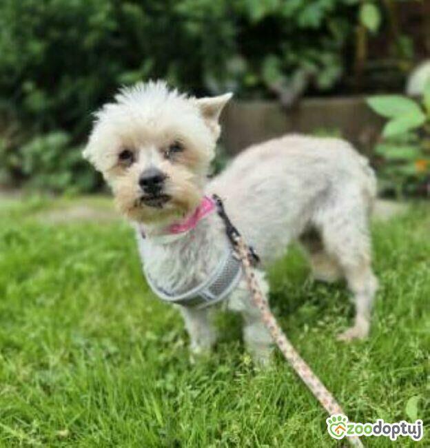 SUZI - 4 kg kruszynka szuka super domu