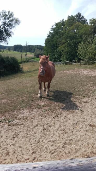 Sprzedam klacz zimnokwista że źrebakiem