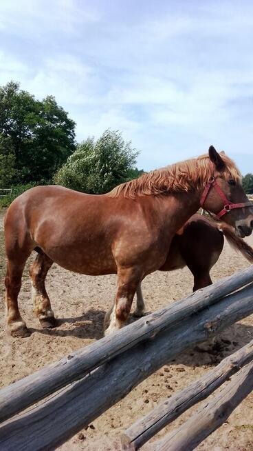 Sprzedam klacz zimnokwista że źrebakiem