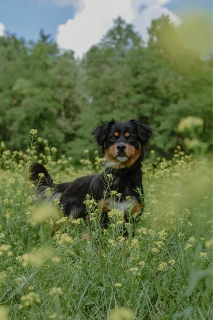 Ciapek-młody pełen radości pies do adopcji