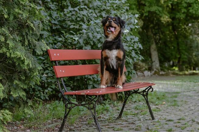 Ciapek-młody pełen radości pies do adopcji